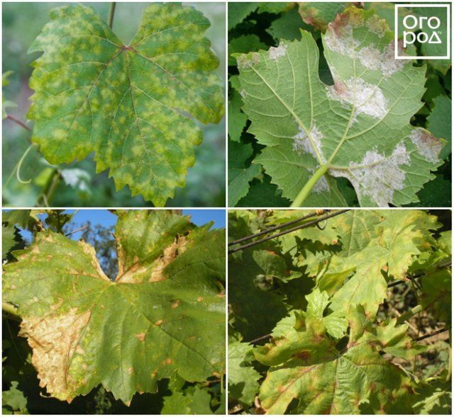 Болезни винограда на листьях описание с фотографиями и способы лечения серый налет